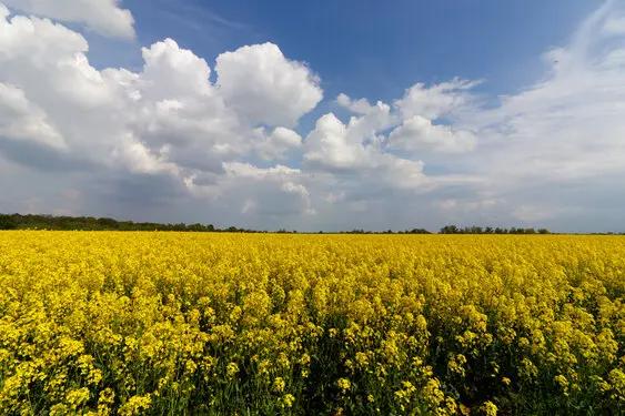 Yellow colza field, blue sky with clouds above it.