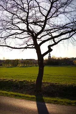 A tree in front of a field at sundown.