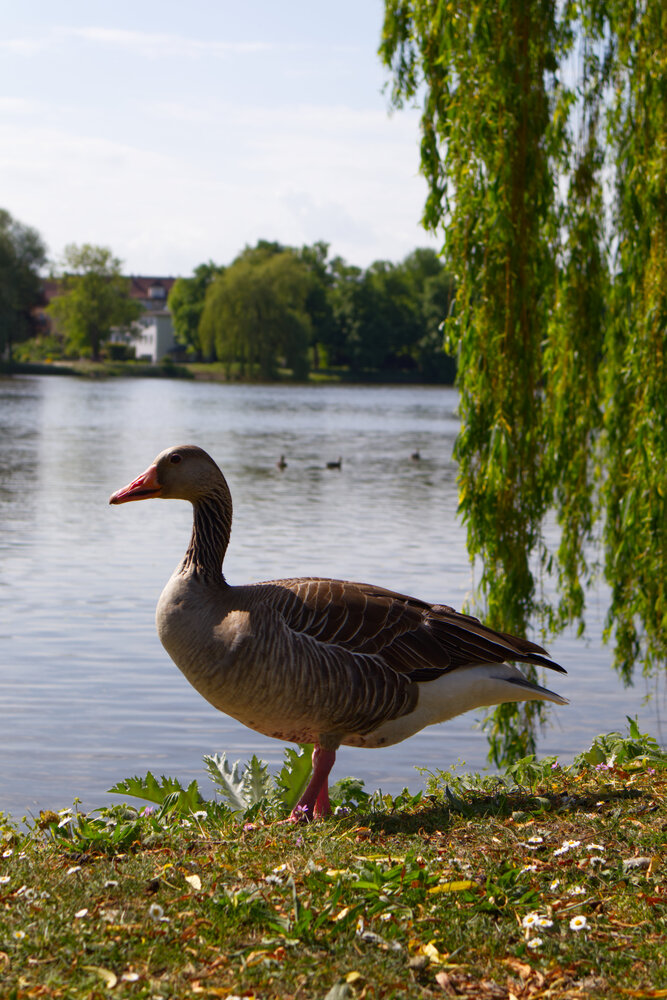 A goose in front of a lake.