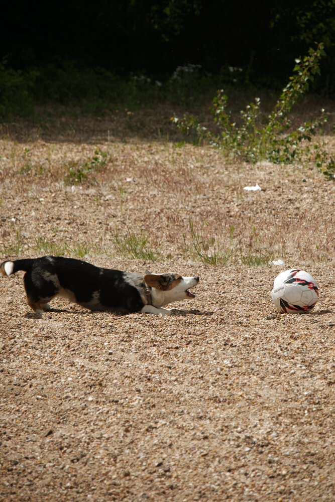 A dog barks at a football.