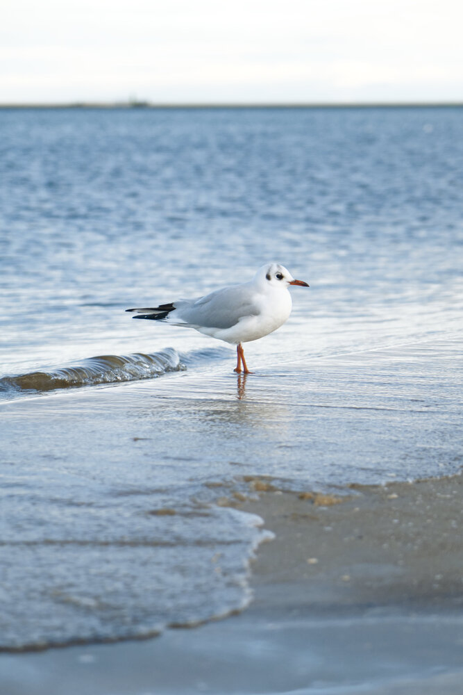 A seagull standing on a beach in front of a sea. A small wave approaches the seagull.