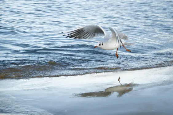 A seagull flies close to the shore.