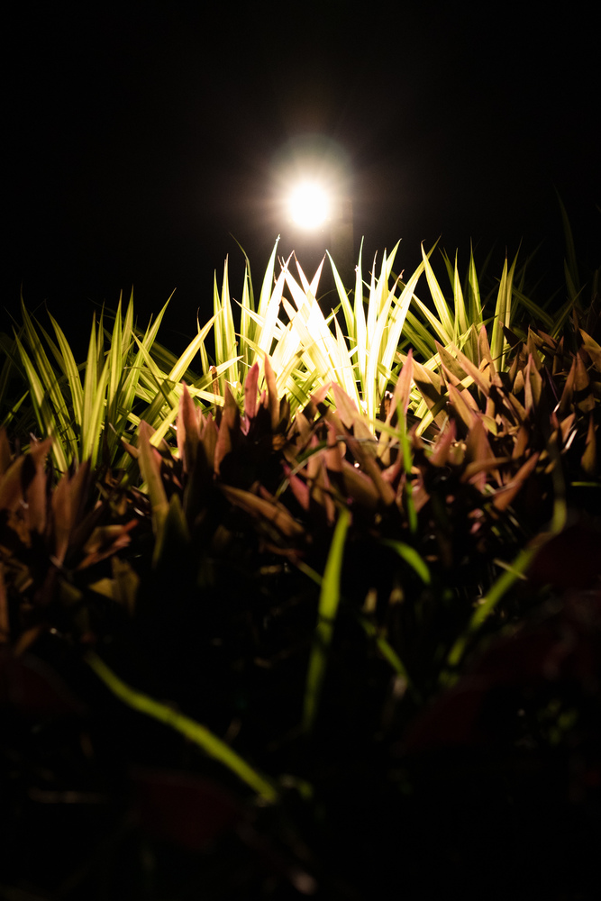 A bright light source shines at green and red grass blades.