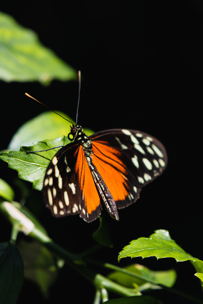 A black butterfly with white spots and an orange pattern sits on a green leaf.
