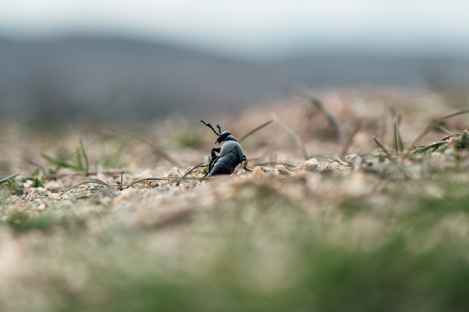 A beetle bug sitting on the ground. Blurry mountains are in the background.