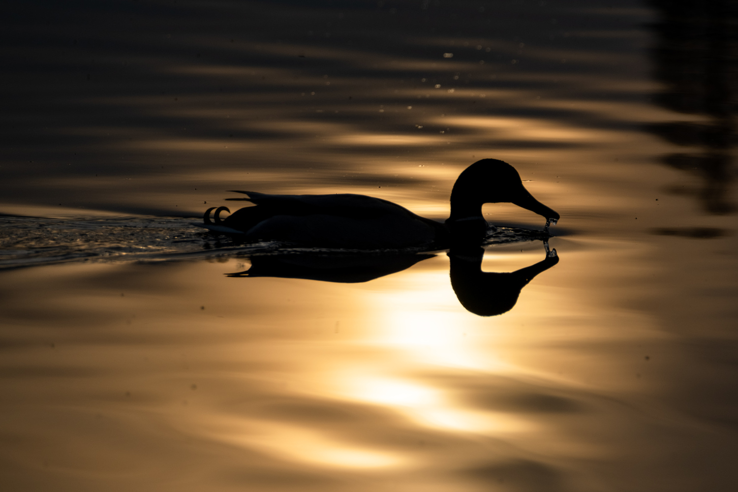 A silhouette of a swimming duck, sundown reflection on the water.