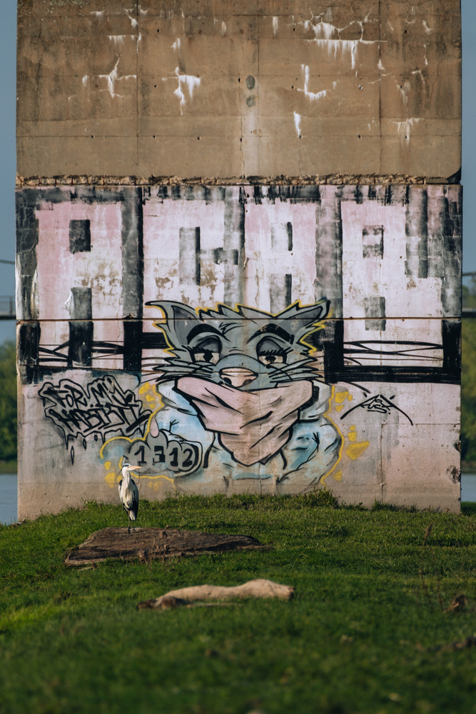 A grey heron in front of a big graffiti. The graffiti depicts a big "A.C.A.B." logo and a cat showing the middle finger. It appears as if the cat points the middle finger at the grey heron.