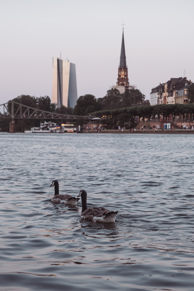 Two Canada geese swimming on a river in front of a cityscape.