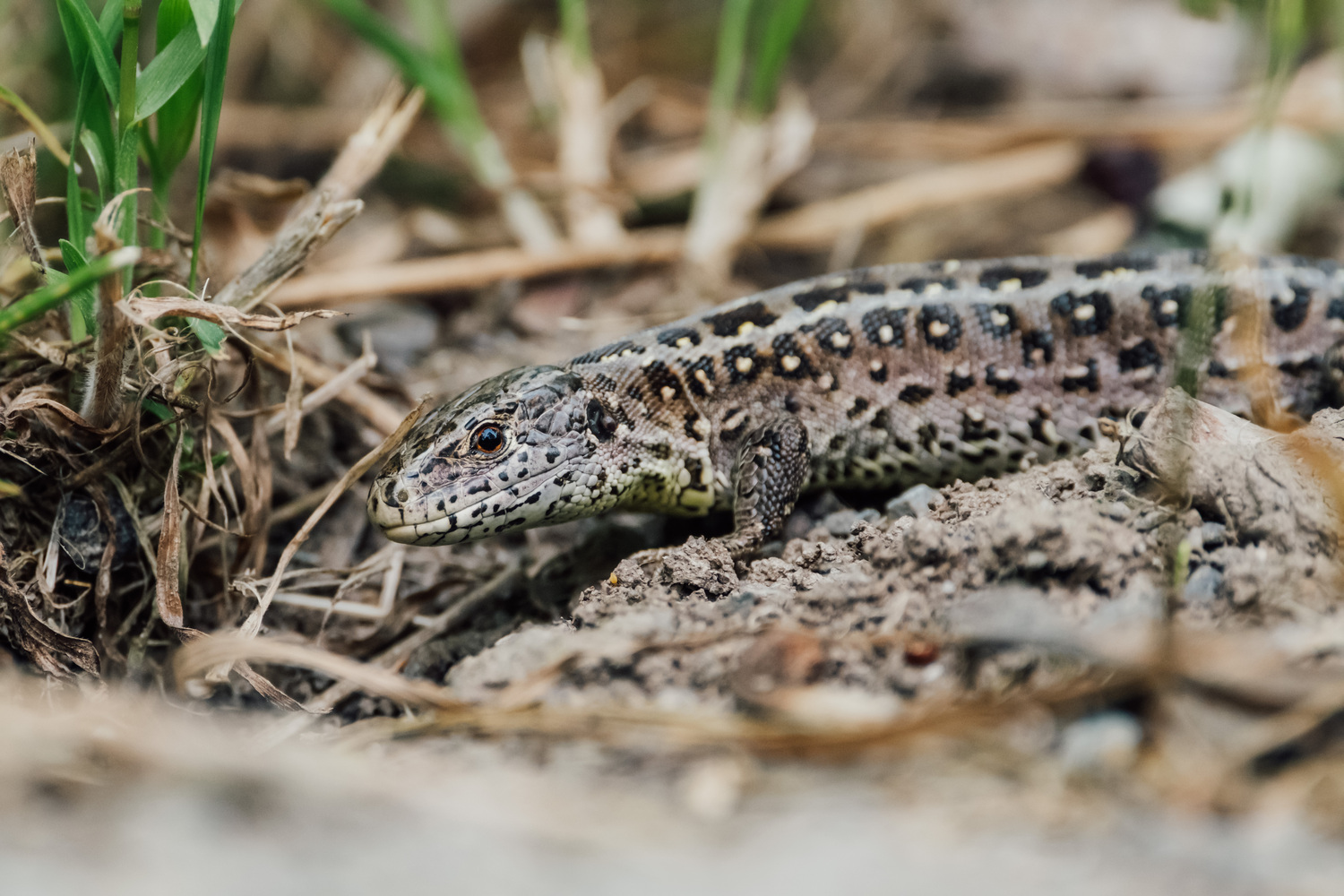 A common lizard sitting on the ground, looking into the camera.