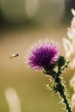 A hover fly hovering next to a thistle plant.