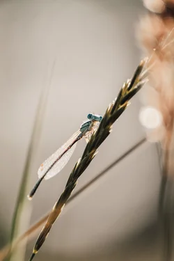 A blue dragonfly sitting on a grass seed head. The dragonfly appears to be looking at the viewer.